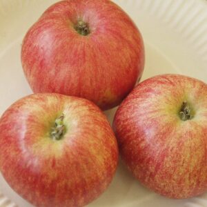 Apfel 'Roter Gravensteiner'